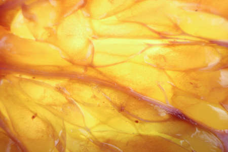 macro shot of a slice of grapefruit with large cells, veins, looks like a textureの写真素材