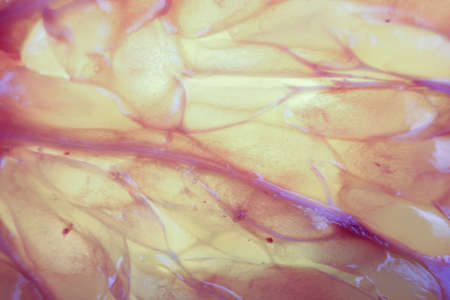 macro shot of a slice of grapefruit with large cells, veins, looks like a textureの写真素材