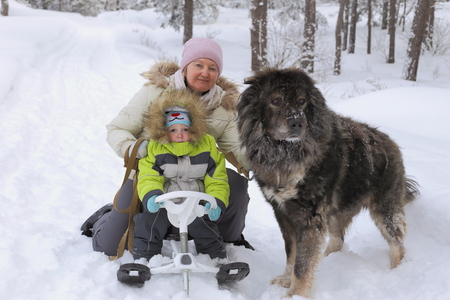 Grandmother and grandson in the winter forest. Near a large and kind Caucasian Shepherd Dogの写真素材