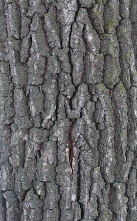 Texture of a tree and a board. relief and close-upの写真素材