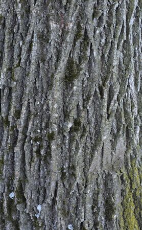 Texture of a tree and a board. relief and close-upの写真素材