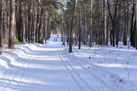 Forest and snow. Clean air and frosty day. People go along the path.の写真素材