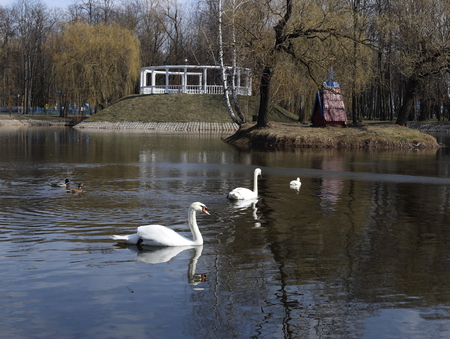 White swans and gray ducks are floating on the lake. On the shore there is a gazebo. City Park.の写真素材