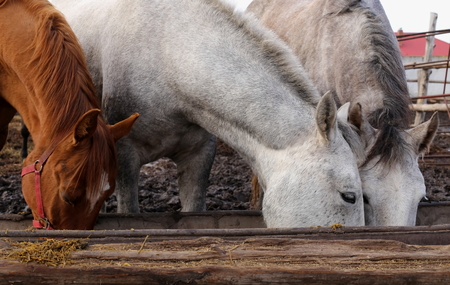 Horses stand in a circle and feed on hay. Near the fence.の写真素材