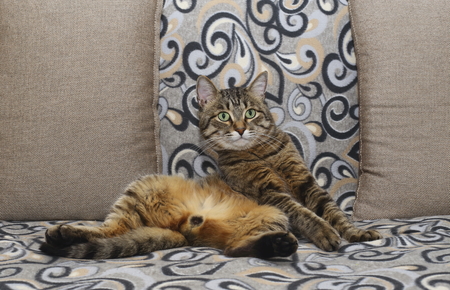 Handsome cat. Fluffy and striped is on the couch in a relaxed pose.の写真素材