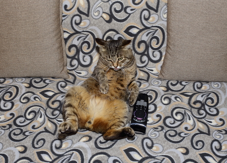 Handsome cat. Fluffy and striped is on the couch in a relaxed pose.の写真素材