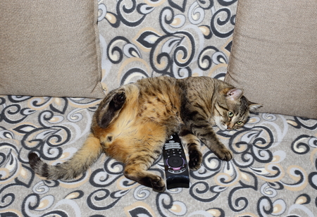Handsome cat. Fluffy and striped is on the couch in a relaxed pose.の写真素材