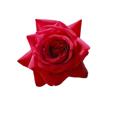 A flower is a red rose. Isolated on white background. A gift for women.の写真素材