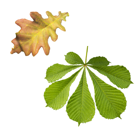 A leaf of a tree close up. Isolated on white background. the beauty of natural materials.の写真素材