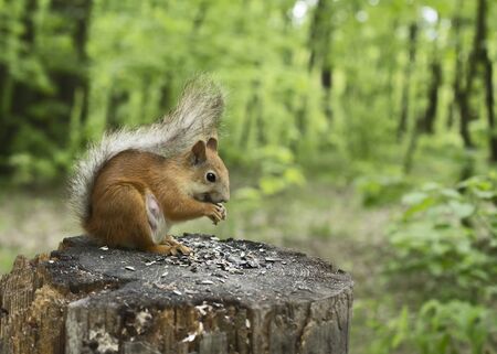 A young pregnant squirrel sits on a stump. Gnaws seeds.の写真素材