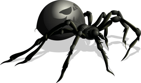beautiful black spider on a white backgroundのイラスト素材