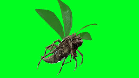 the evil bug scarab beetle 3d renderの写真素材