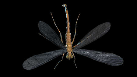 giant mosquito mutant 3d renderの写真素材