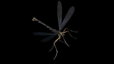 giant mosquito mutant 3d renderの写真素材