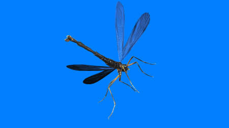 giant mosquito mutant 3d renderの写真素材