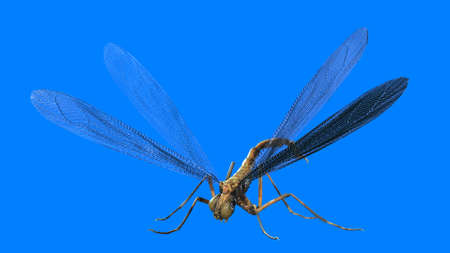giant mosquito mutant 3d renderの写真素材