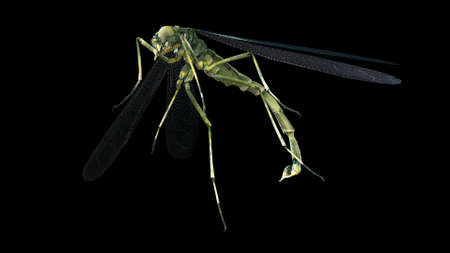 giant mosquito mutant 3d renderの写真素材