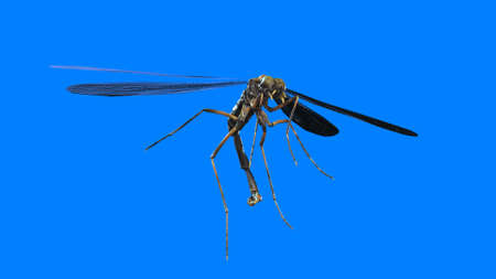 giant mosquito mutant 3d renderの写真素材