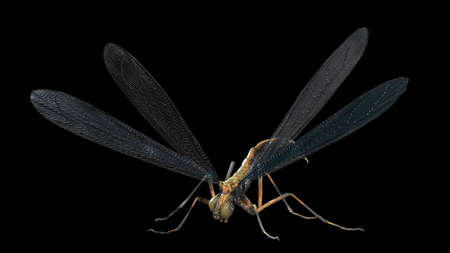 giant mosquito mutant 3d renderの写真素材