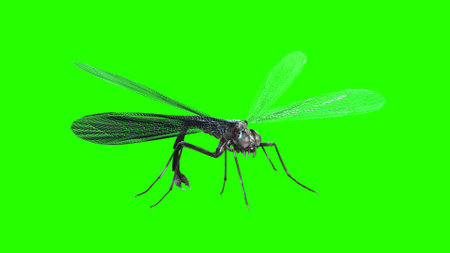 giant mosquito mutant 3d renderの写真素材