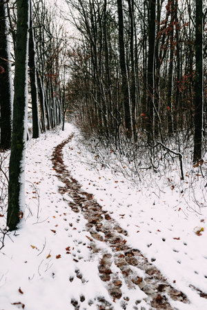 trail in the winter cold snow-covered forestの写真素材