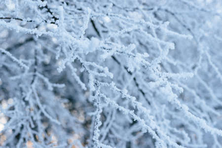 snow-covered branch in the setting sun, the rays of the sun in the forestの写真素材