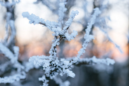 snow-covered branch in the setting sun, the rays of the sun in the forest