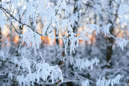 snow-covered branch in the setting sun, the rays of the sun in the forestの写真素材
