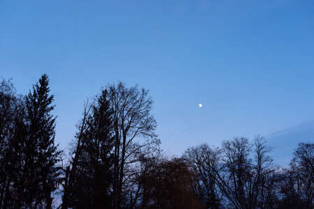 i night sky the moon on a background of treesの写真素材