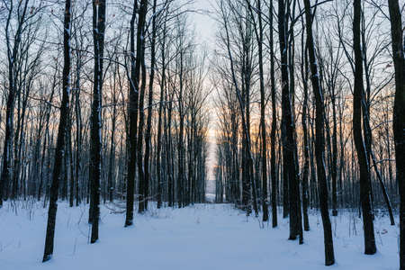 Sunset in the wood between the trees strains in winter periodの写真素材