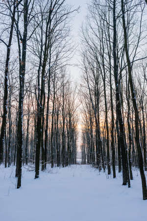 Sunset in the wood between the trees strains in winter periodの写真素材
