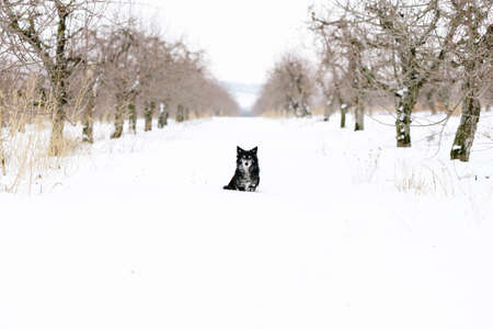 black old dog in the winter garden, a walk on a winter dayの写真素材