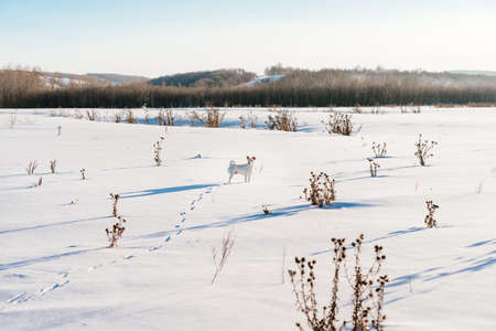 white dog in a winter field explores the terrainの写真素材