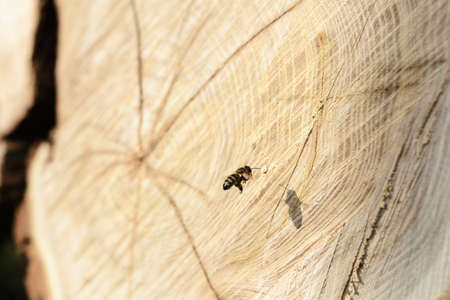 The first spring bees on a cut treeの写真素材