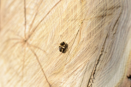 The first spring bees on a cut tree