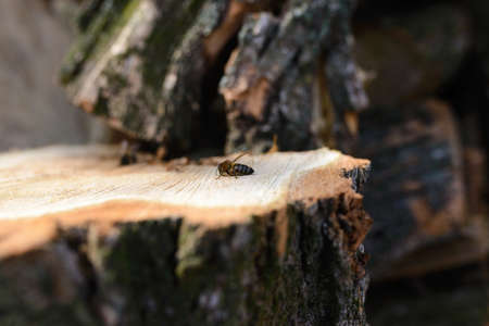 The first spring bees on a cut treeの写真素材