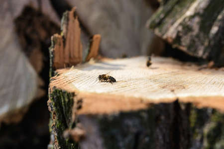 The first spring bees on a cut treeの写真素材