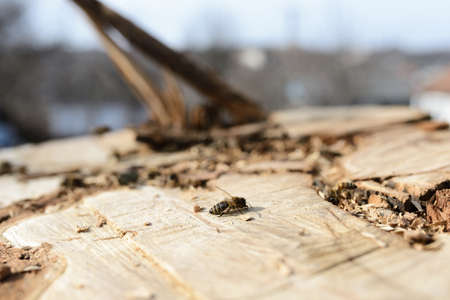 The first spring bees on a cut treeの写真素材
