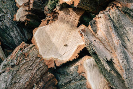 The first spring bees on a cut treeの写真素材