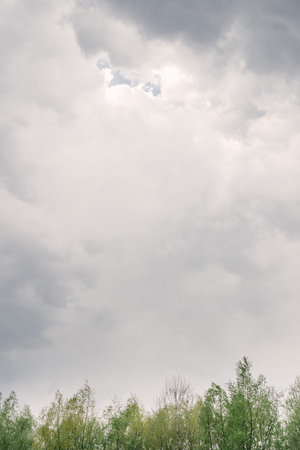 Abstract light gray overcast sky, the tops of green trees