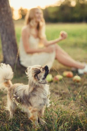 in the foreground a little dog, a romantic girl in a dress near a tree with a basket of apples, on a sunset summer sunの写真素材