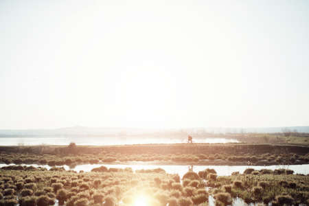 bunches of grass growing on the water, wild lake, rays of the setting sunの写真素材