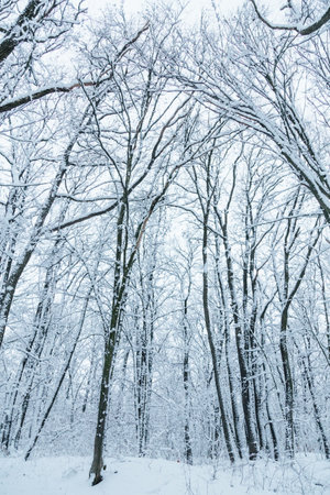 winter forest and road in the forest in the snow
