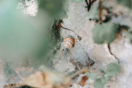 Garden snail on a stone in the garden, between green leaves