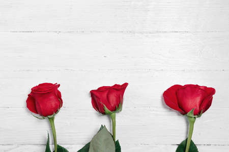 Bright red garden roses on white wooden background. Fresh summer floral background with copy space.の写真素材