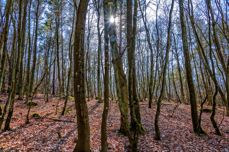 Forest island Wollinの写真素材