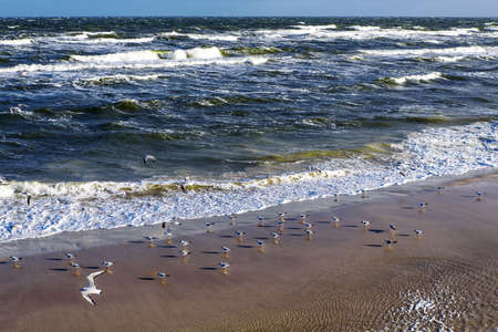 Bird Baltic Sea stormの写真素材