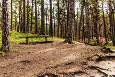 Forest path Baltic Sea coast