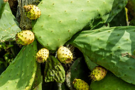 Cactus plant cactus plantの写真素材