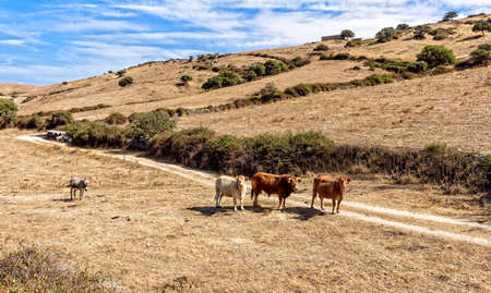 Cow animal donkey meadow path fieldの写真素材